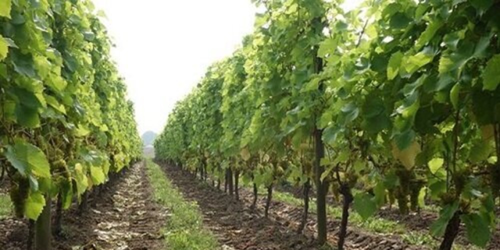 بیشاز 4هزار هکتار از باغات استان قزوین شناسنامهدار شدند