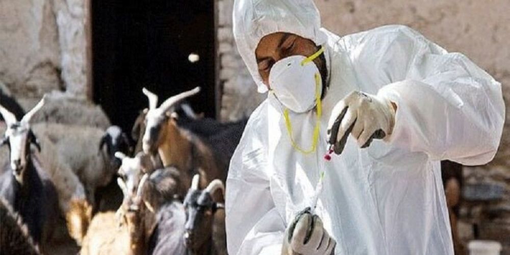 واکسیناسیون ۸۰۰ واحد دامی علیه طاعون در قزوین