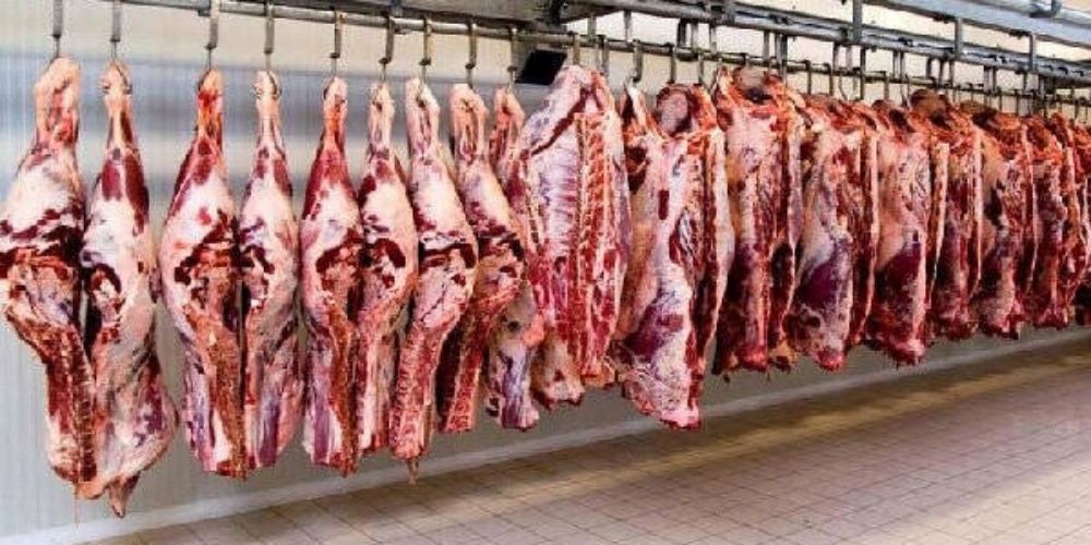 افزایش ۲۰۰۰ تنی تولید گوشت قرمز با اجرای طرح «پایانه کراس» در دامداری‌های قزوین