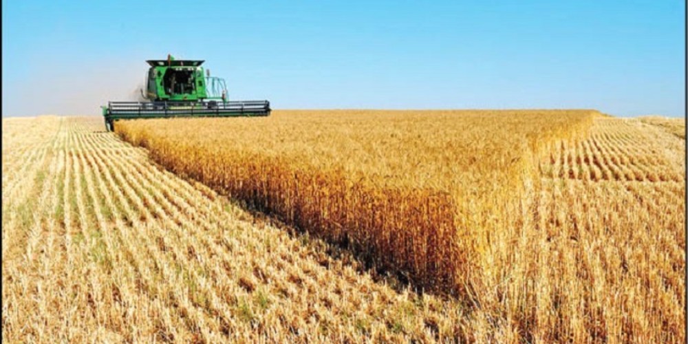 افزایش ۱۸ درصدی تولید گندم در دیمزارهای قزوین