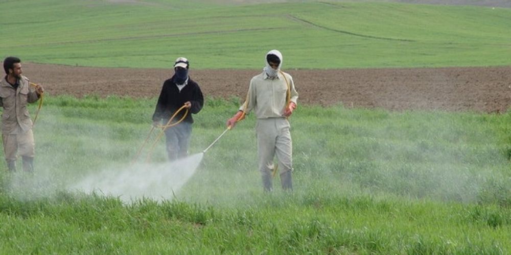 آغاز مبارزه با آفت سن مادر در مزارع غلات قزوین
