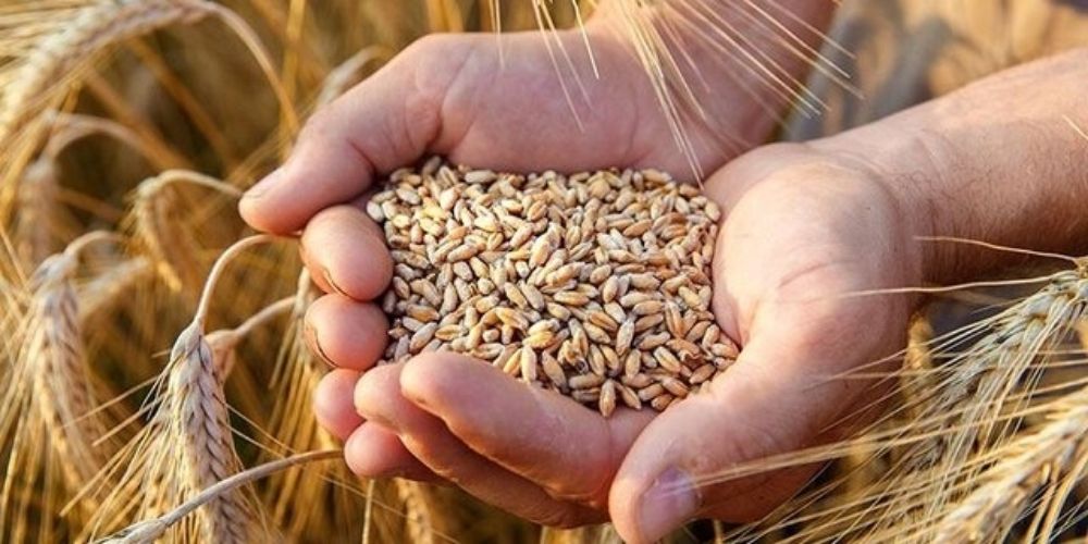 کیفیت مطلوب گندم قزوین در رده‌بندی کشوری