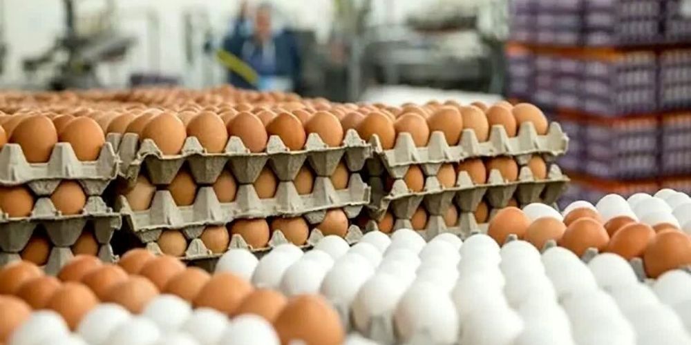 آبیک، قطب تولید تخم مرغ استان قزوین