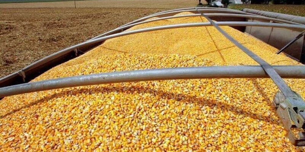 عامل افزایش قیمت مرغ در بازار قزوین چیست؟