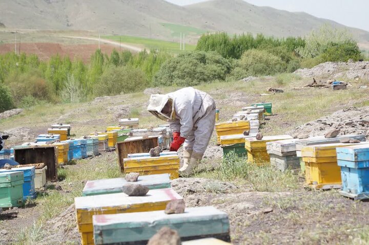 تحقق ۴۴ درصدی اشتغال بخش کشاورزی قزوین